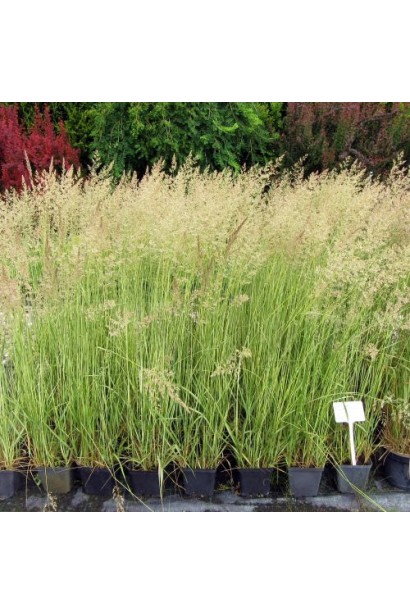 Війник гостроквітковий Аваланч саджанці в садовому центрі